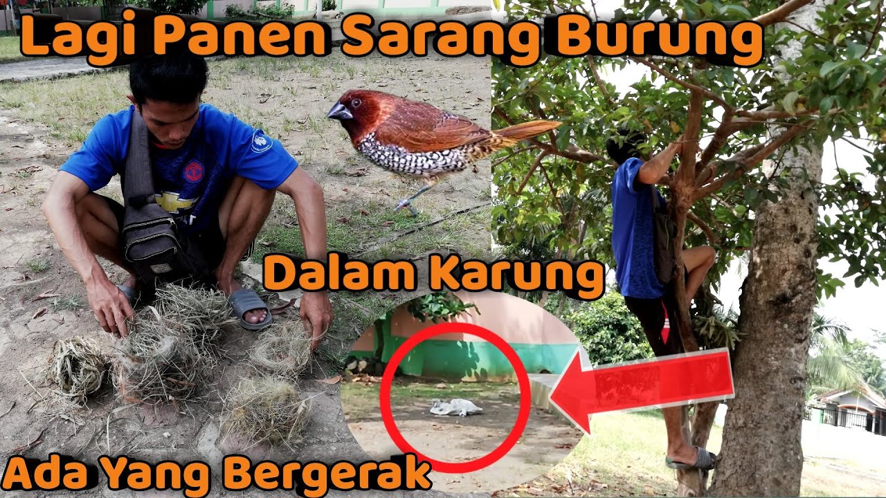Lagi Mencari Sarang Burung Emprit !! Ada Yang Bergerak Dalam Karung!!
