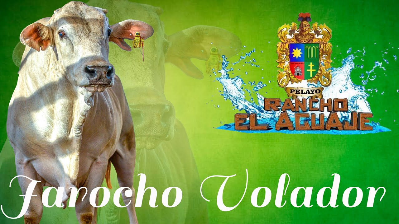 JAROCHO VOLADOR EX DE RANCHO EL AGUAJE
