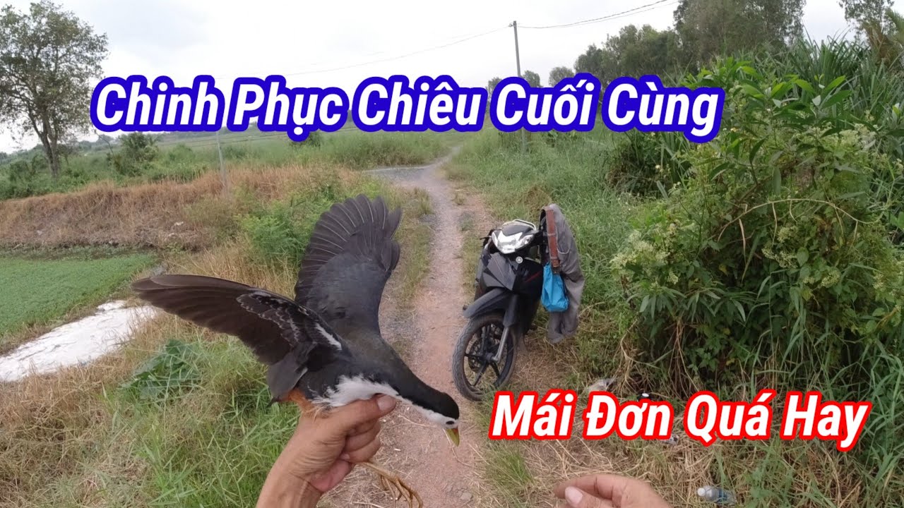 Bẩy Quốc - Chinh Phục Mái Bể Quá Kỳ Công - Cách Bẩy Quốc Bể.