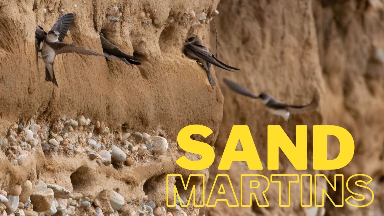 Nesting Sand Martins in Slow Motion