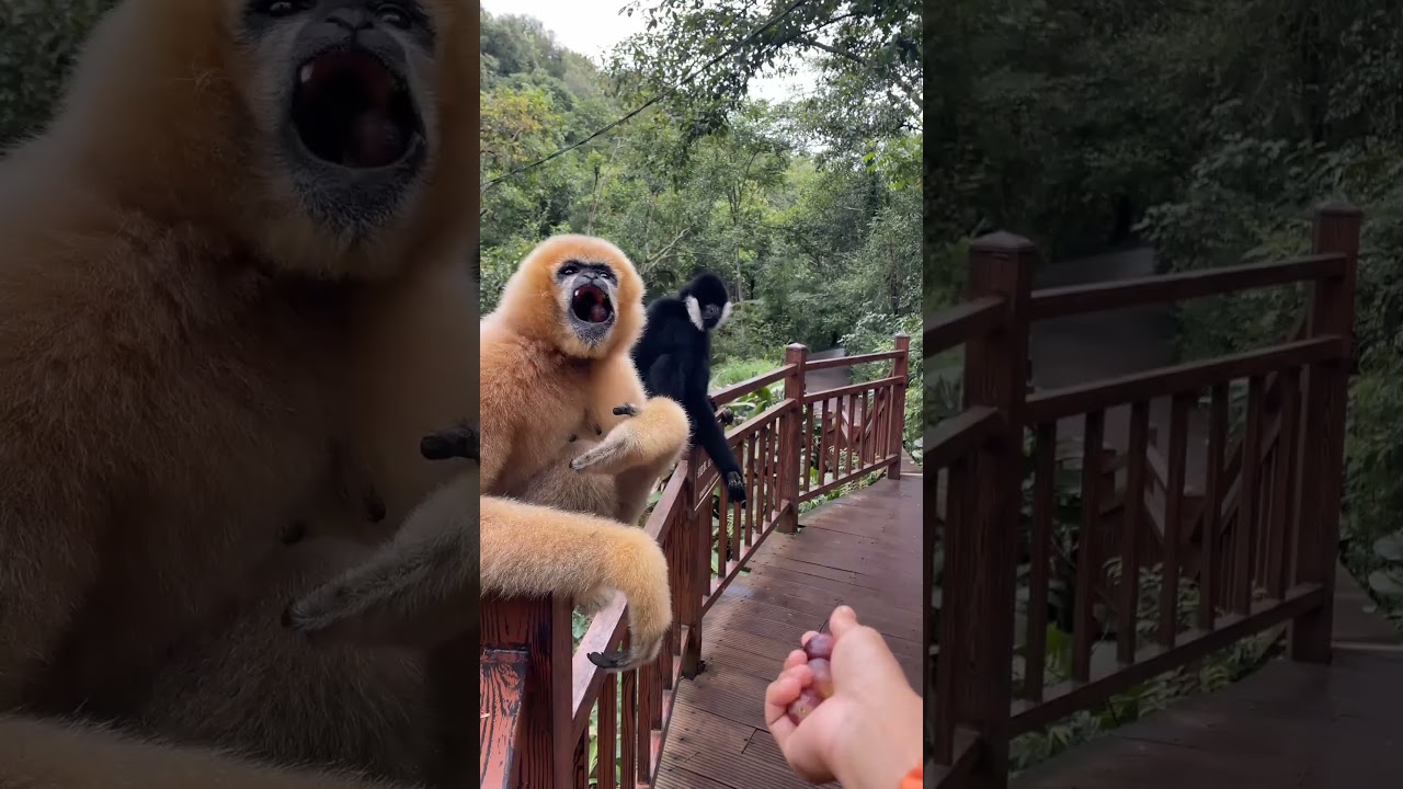 Couple Enjoyments  | White Cheeked Gibbons' Happy Moments 🐒😊 #shortvideo