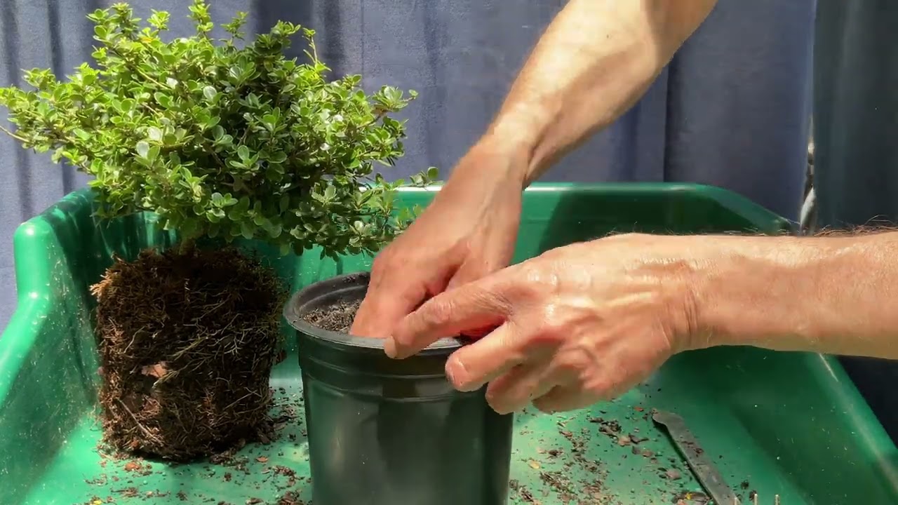 Turning NURSERY STOCK JAPANESE HOLLY into a BONSAI. EASY!  31-May-2024