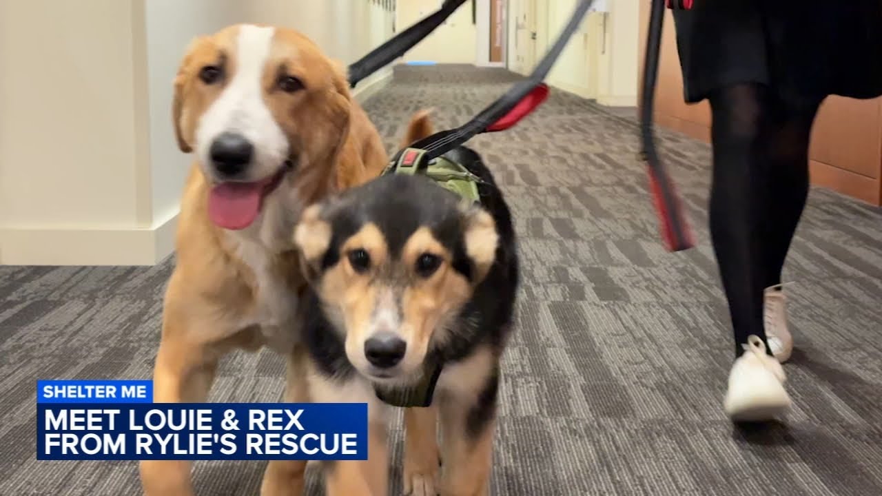 Shelter Me: Meet Rex and Louie from Rylie's Rescue