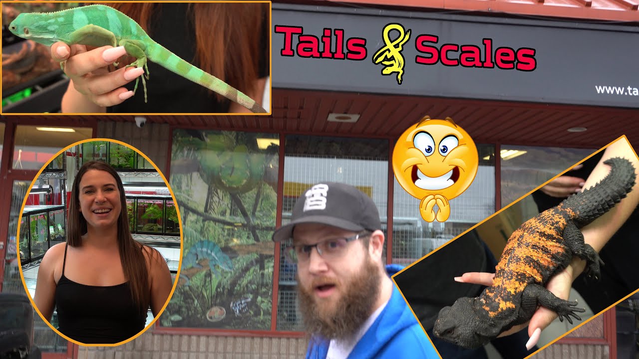Fiji Iguanas! @Tails and Scales Canada
