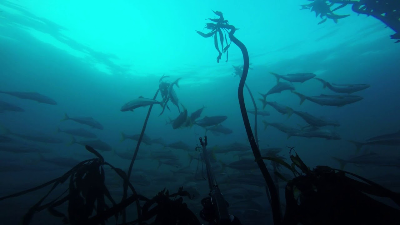 First Yellowtail (Seriola lalandi) speared at Miller's Point.