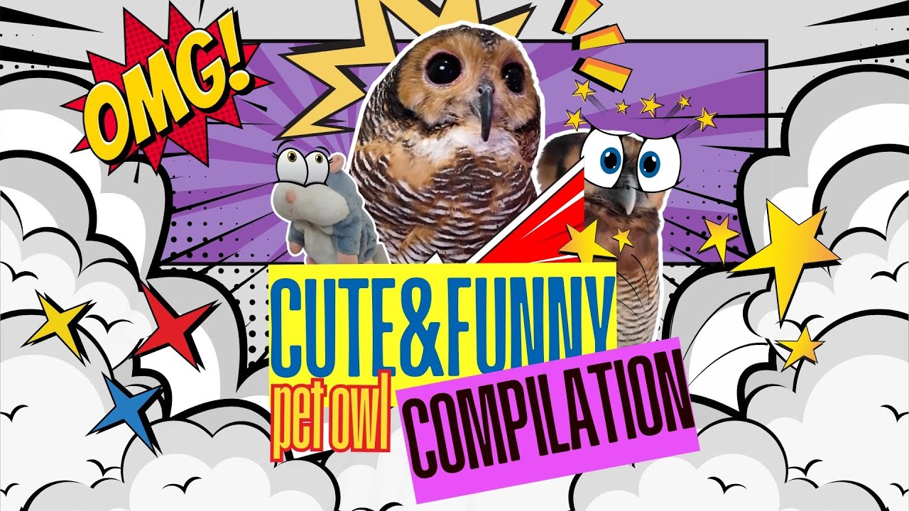 Bibib Family the Owl Most Cute & Funny Compilation!