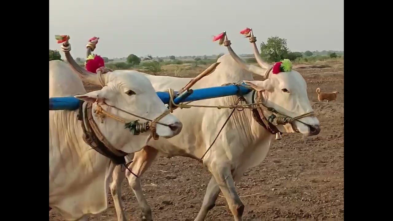 hardagiri Suresh Bulls 