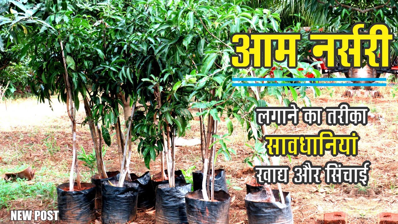 आम का पौधा कैसे लगाएं सही तरीका खाद और सिंचाई। #graft #mango #mangoplant #आम #imlakshmikant