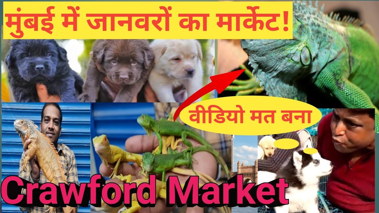 मुंबई की सबसे खतरनाक जानवरों का मार्केट | Crawford Market | Pet Market Mumbai | chepest pet market