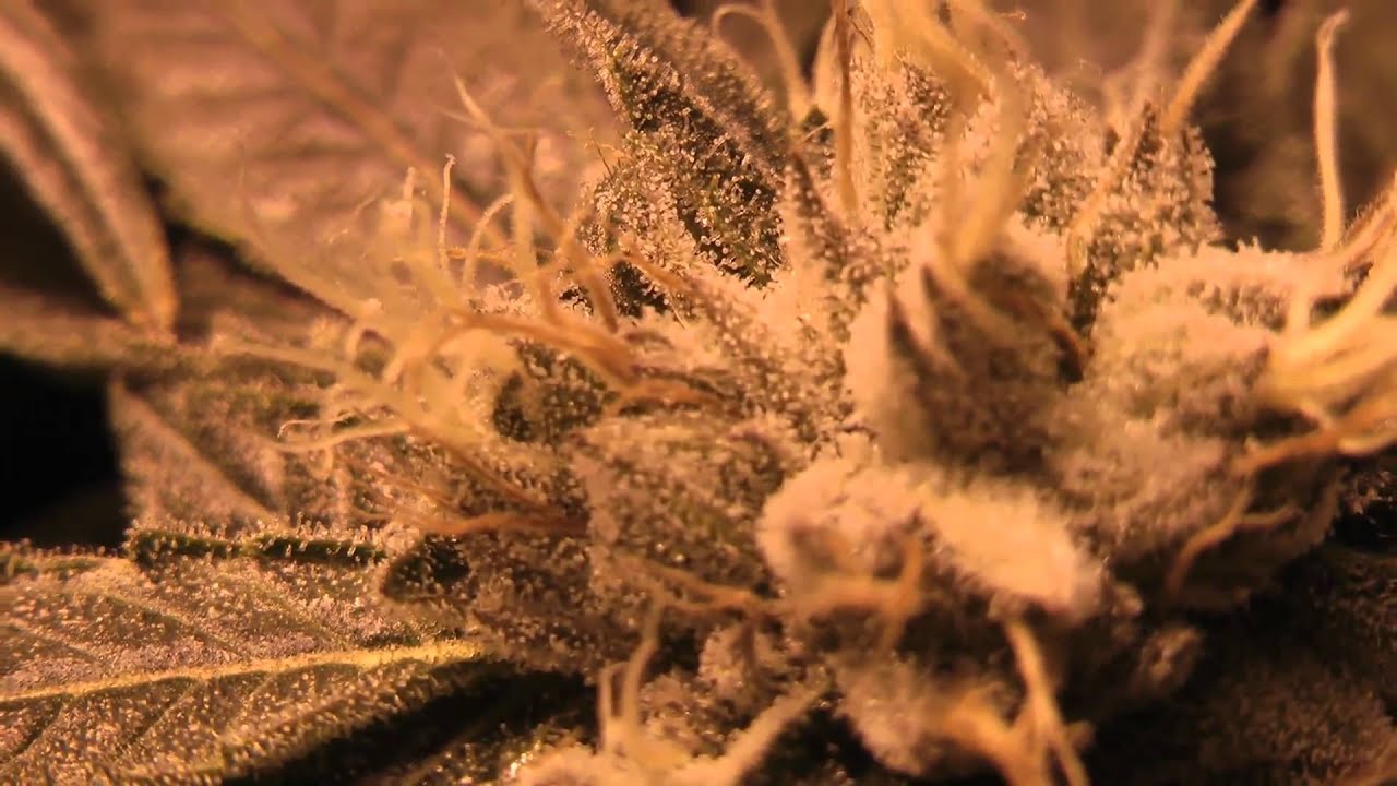 DAY 43 Sour Kush & LSD
