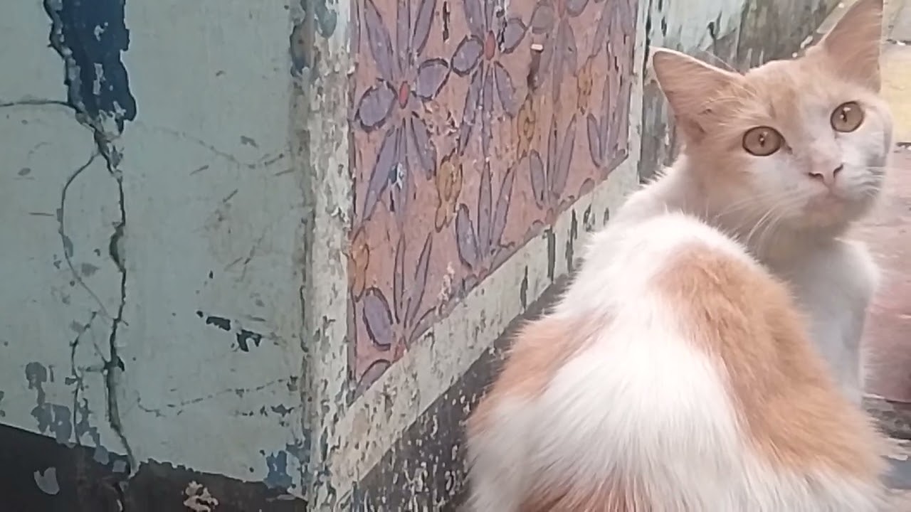 Suasana Pagi 🤗😻🤗 #cat #pagi #catvideos 