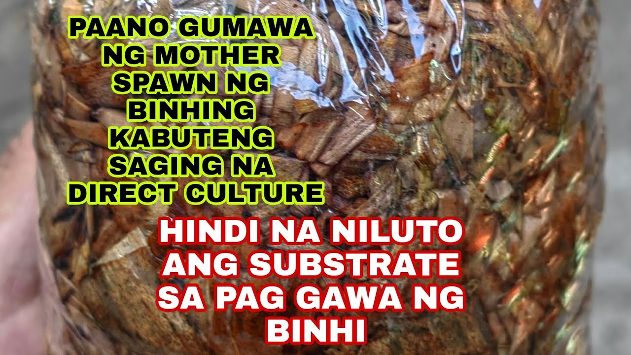 PAANO GUMAWA NG SARILING BINHING KABUTENG SAGING?#TIPS #VOLVAMUSHROOM