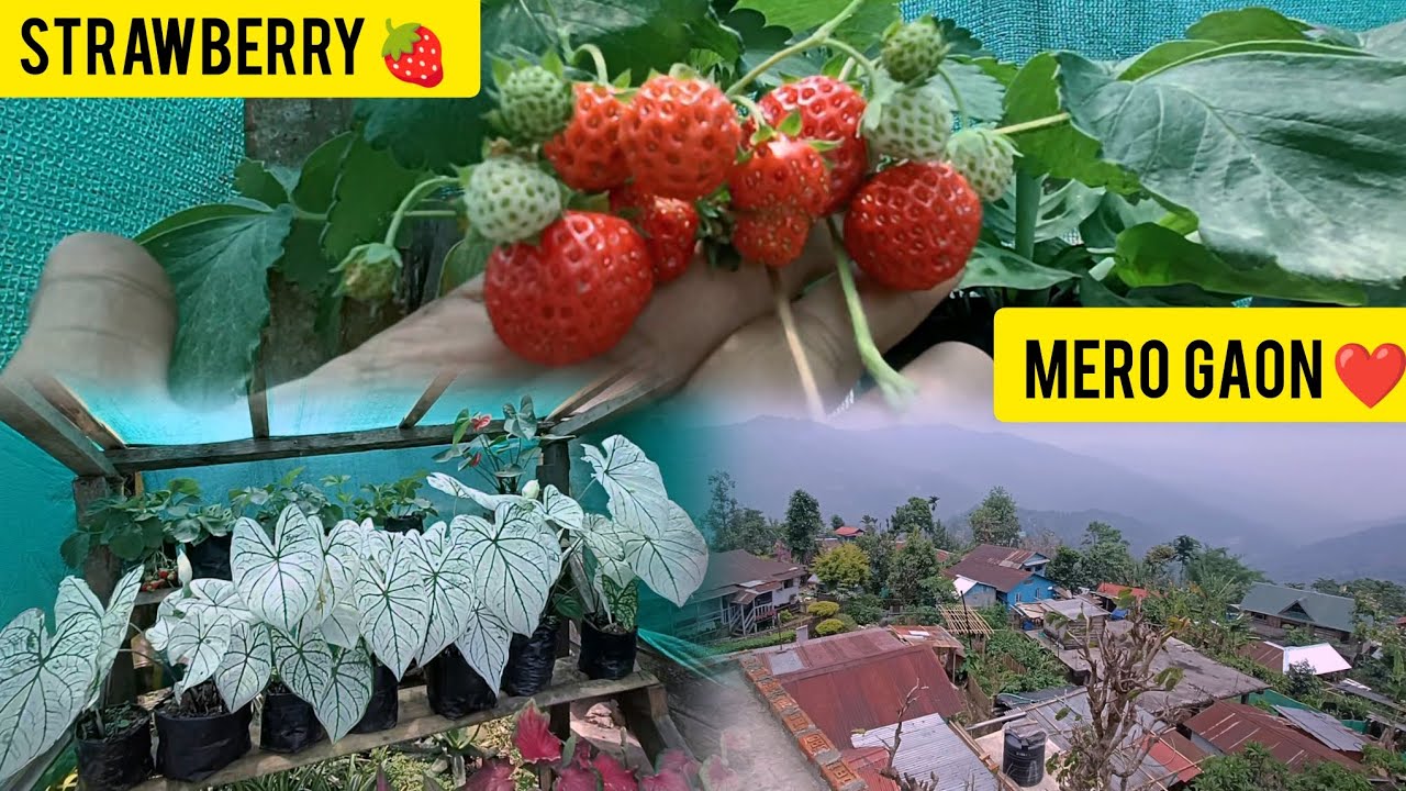 Yesto Chaldai Xha Jindagiiii 😊 || Village vlog || Hard to live in this beautiful world 🤭🤣