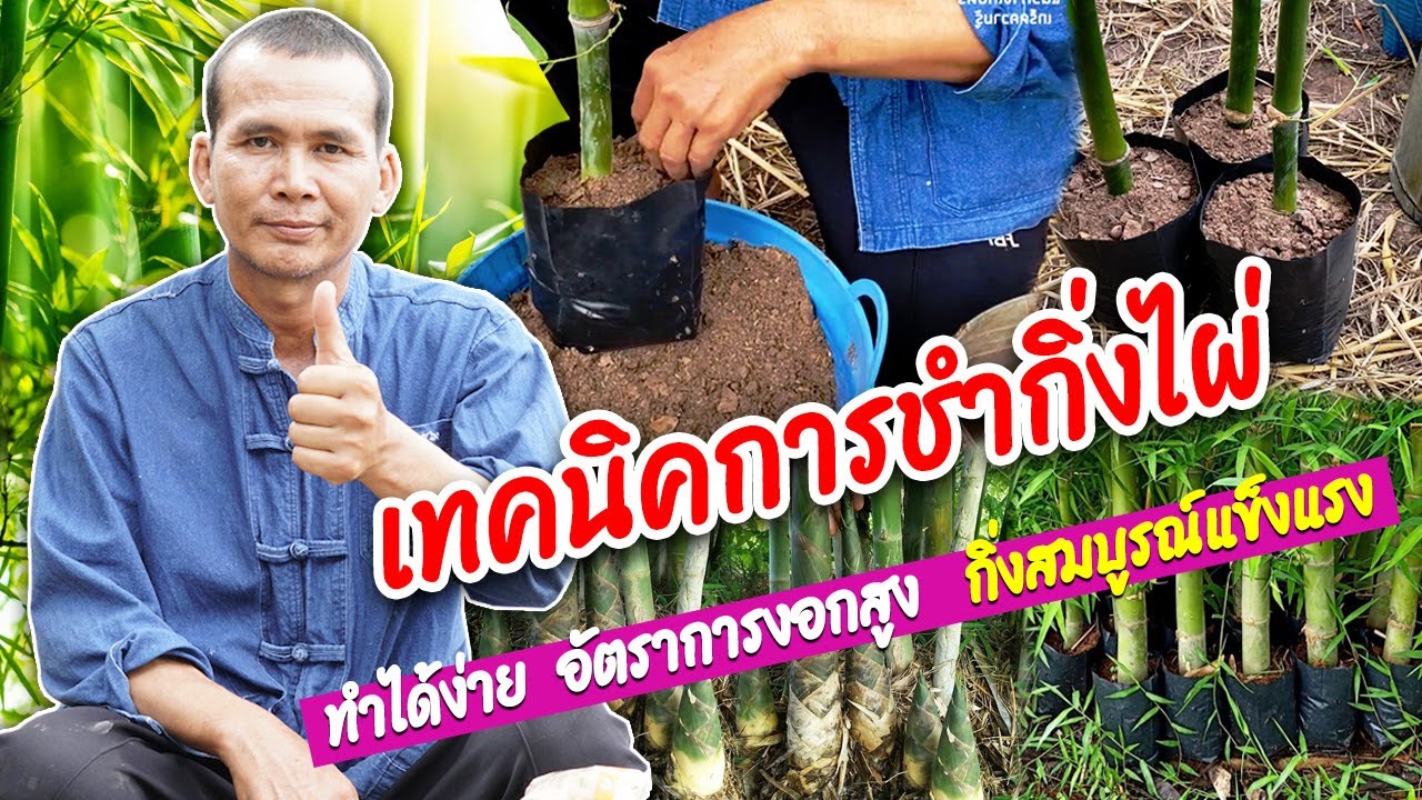 เทคนิคการชำกิ่งไผ่ให้รากงอกเร็ว
