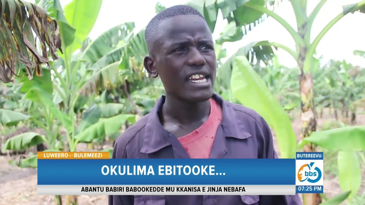 Okulima Ebitooke…Ebiwuka Ebitawaanya Ebitooke N’engeri Y’okubirwanyisa