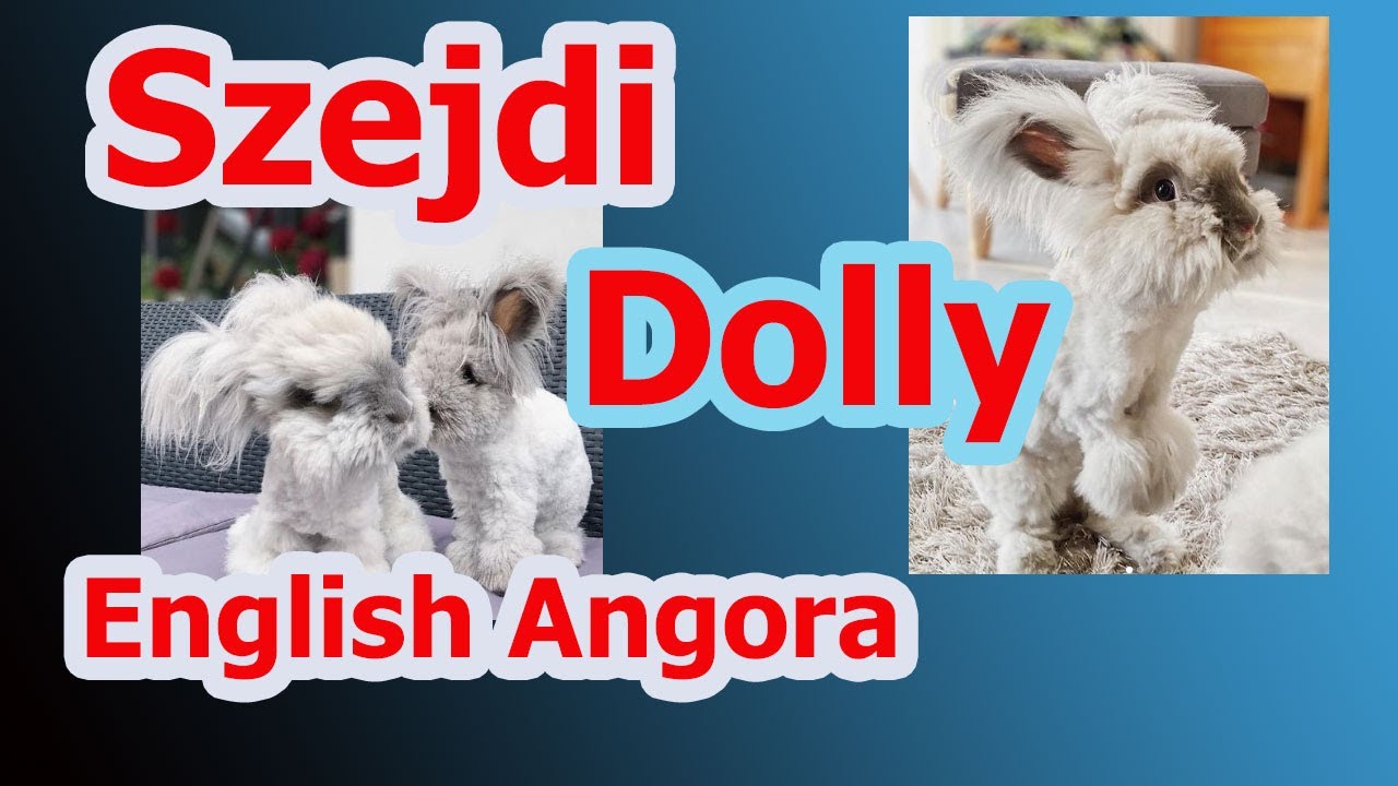 Teddy Village prezentuje @szejdi_dolly_yorczek instagram stars English Angora in Home
