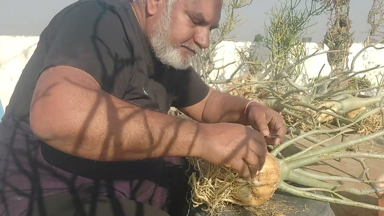 #व्यूअर्स फरवरी मै अडेनियम प्लांट की रूड पर काम कर रहा हू 