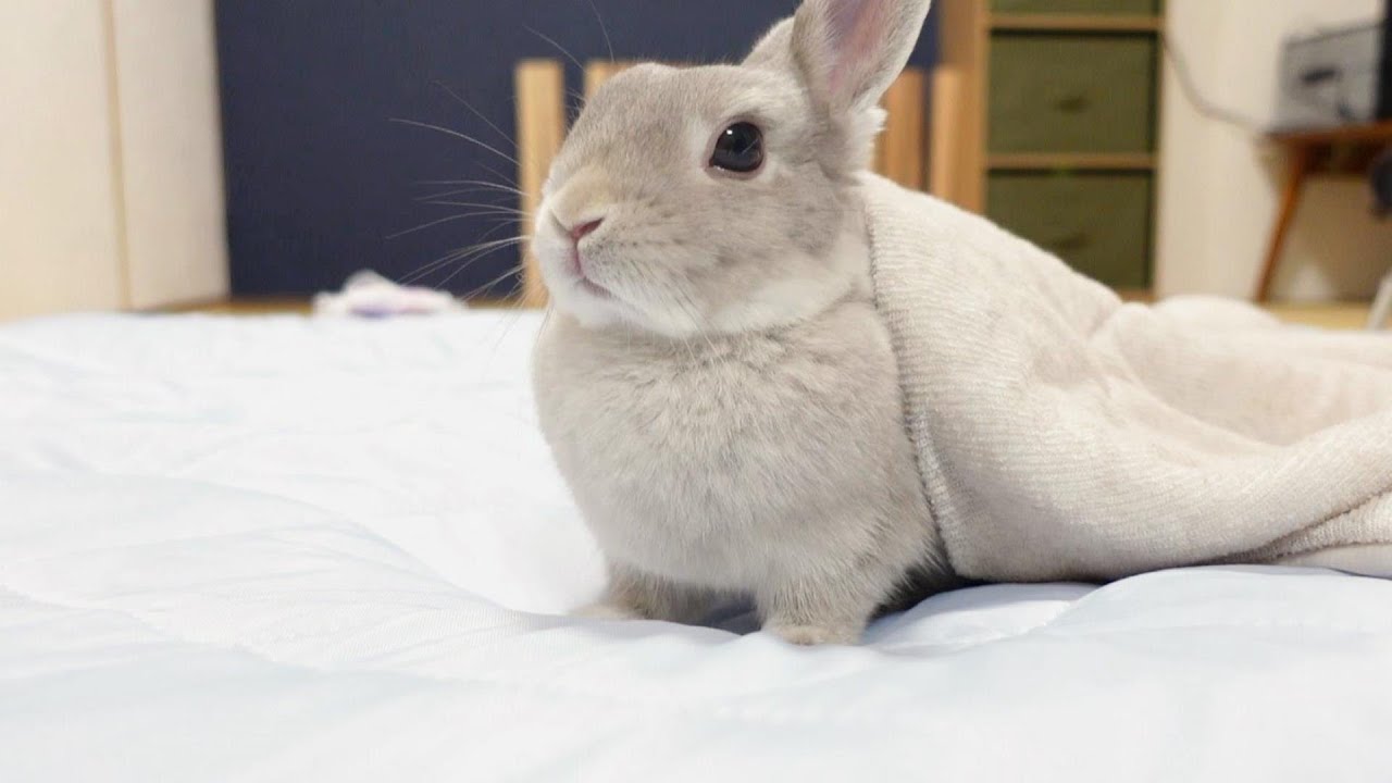 飼い主が布団に戻ってくるまで寝ないで待ってるうさぎさん