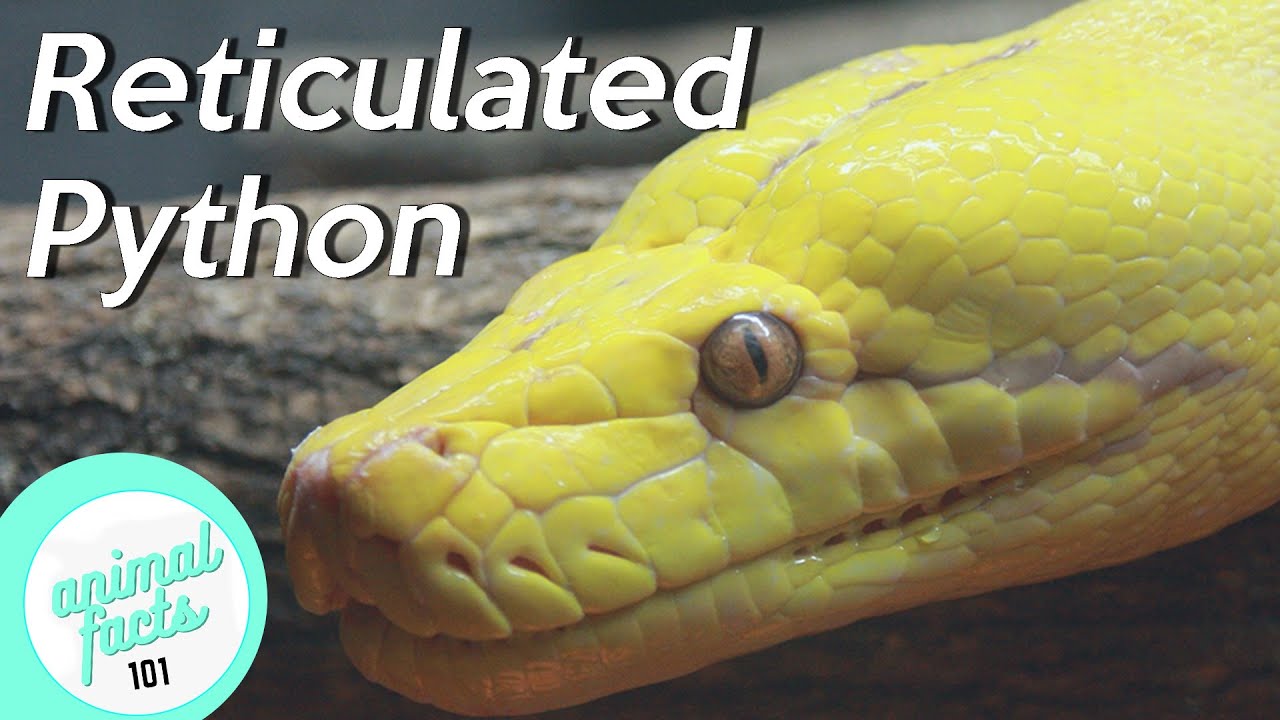 Reticulated Python &bull; All You Need To Know About This Reptile