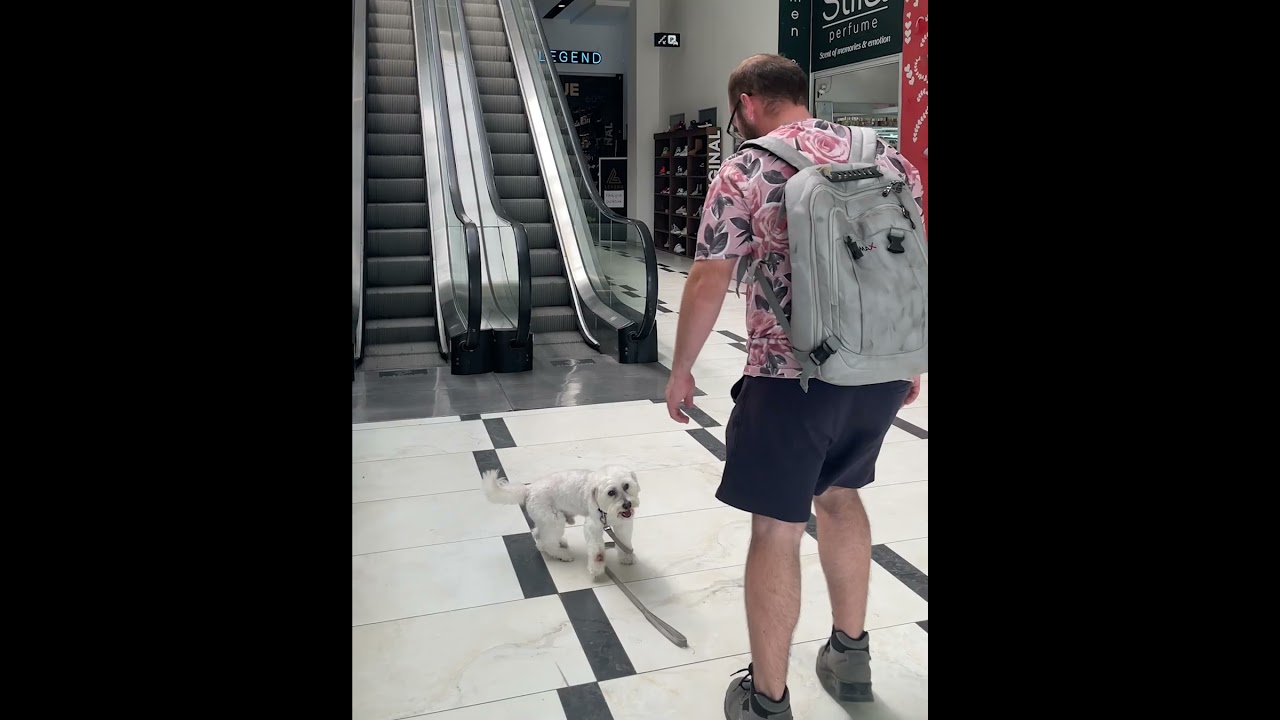 Acts of Kindness: A Heartwarming Rescue at the Shopping Mall