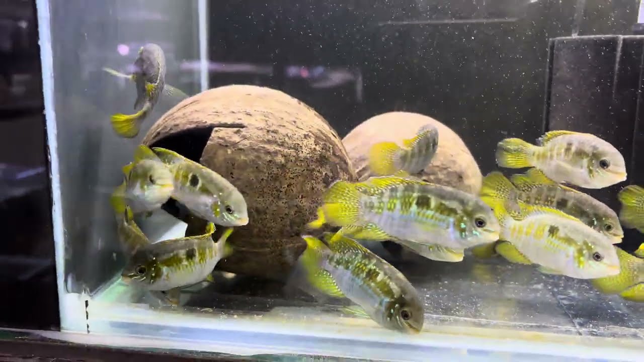 Vídeo quarto 3 ! mostrando todos os peixes da loja em 27/2! 