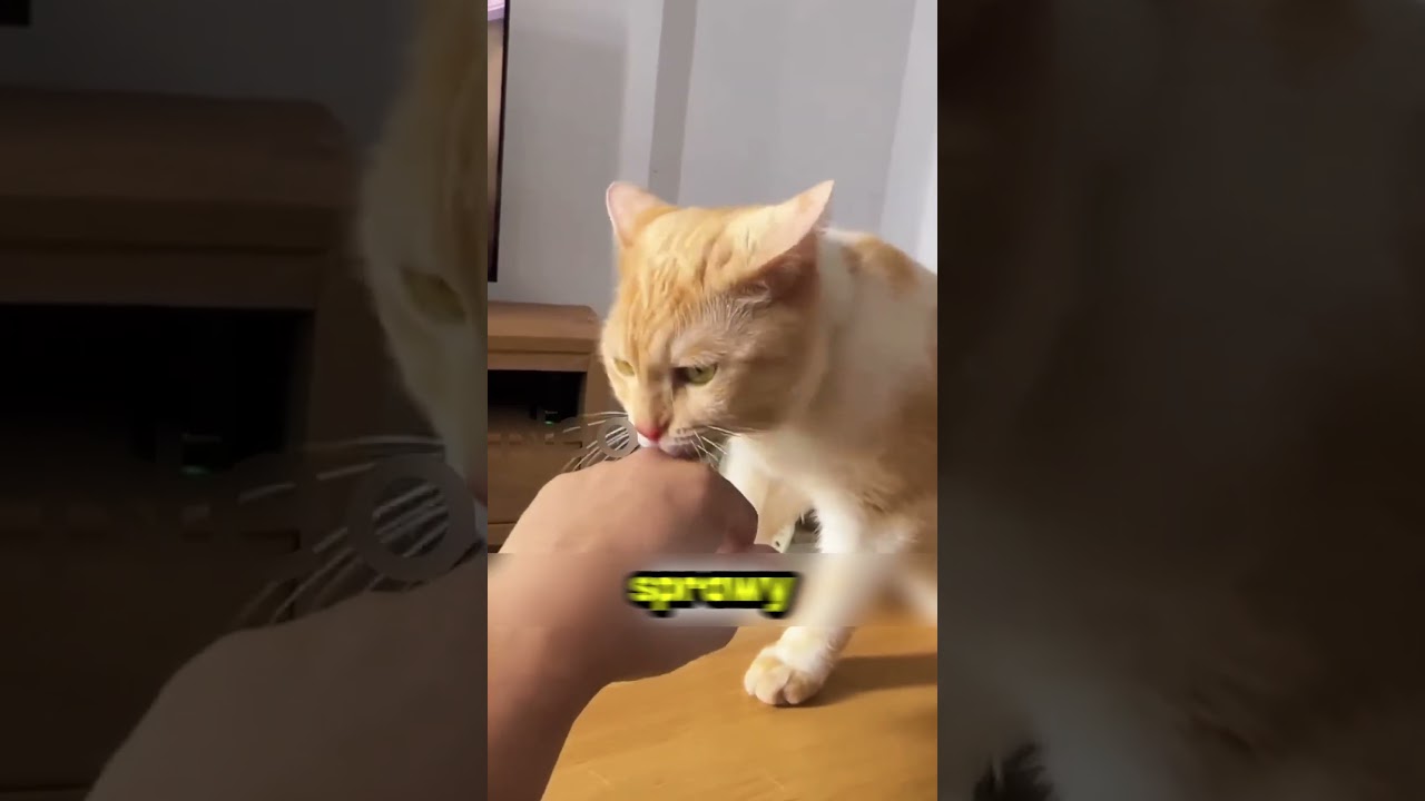 Język kota skrywa niesamowity sekret! 🐱😱 #shorts