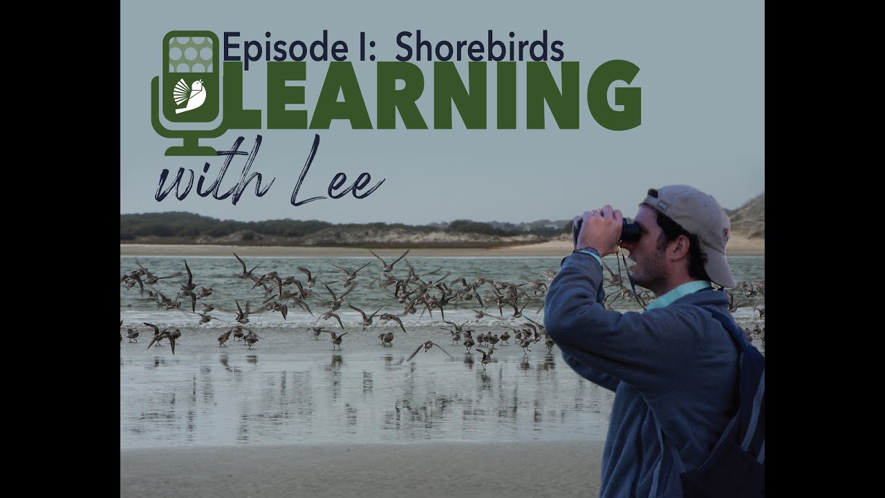 LEARNING WITH LEE - Episode I:  Shorebirds