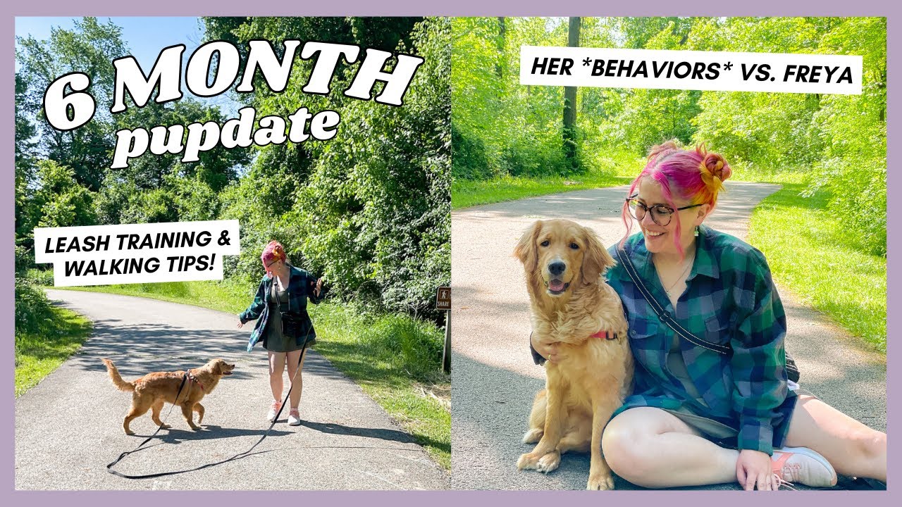 Leash Training & The Good + Bad Behaviors of a 6 Month Golden Retriever Puppy | 6 Month Pupdate