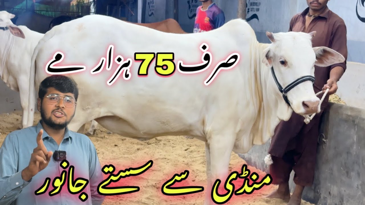 Soldier Bazar Ka Shoqeen Ne Lower Range Qurbani 2025 Ki Sale Laga Di 😍 || Cow Mandi 2025