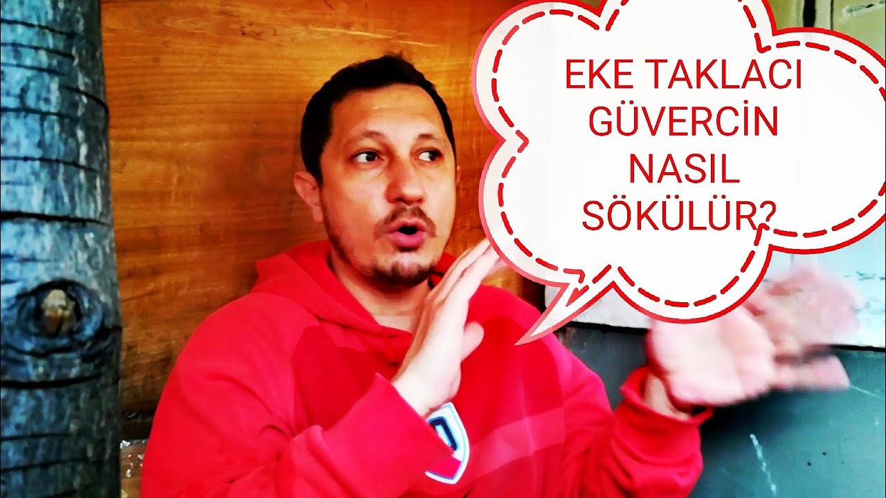 EKE OYUN KUŞU NASIL SÖKÜLÜR? |SEFERLİ GÜVERCİN|
