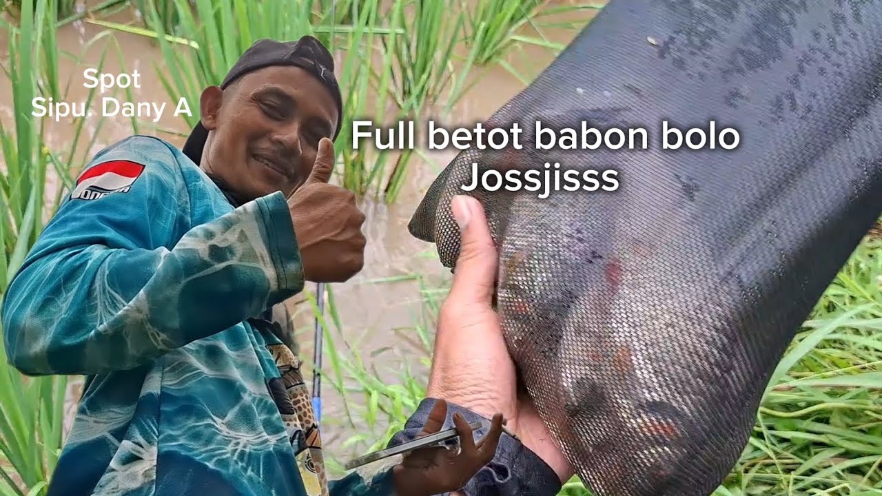 Ga nyangka ‼️ parit sawah isinya ikan babon babon 😨