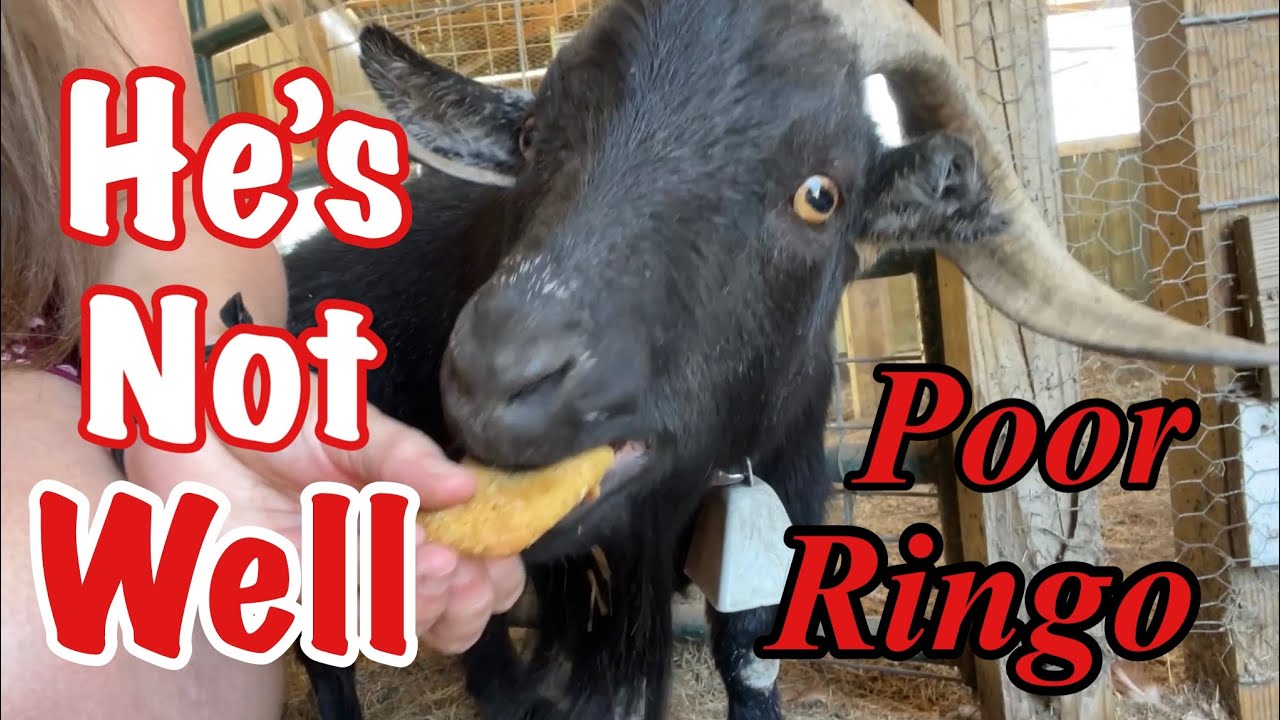 A Tale of An Old Goat Named Ringo