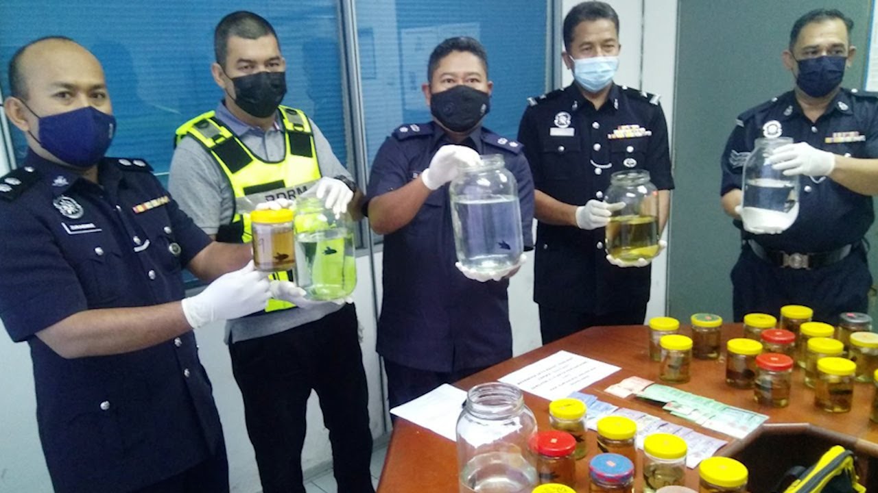 Ikan laga pun jadi 'modal' berjudi