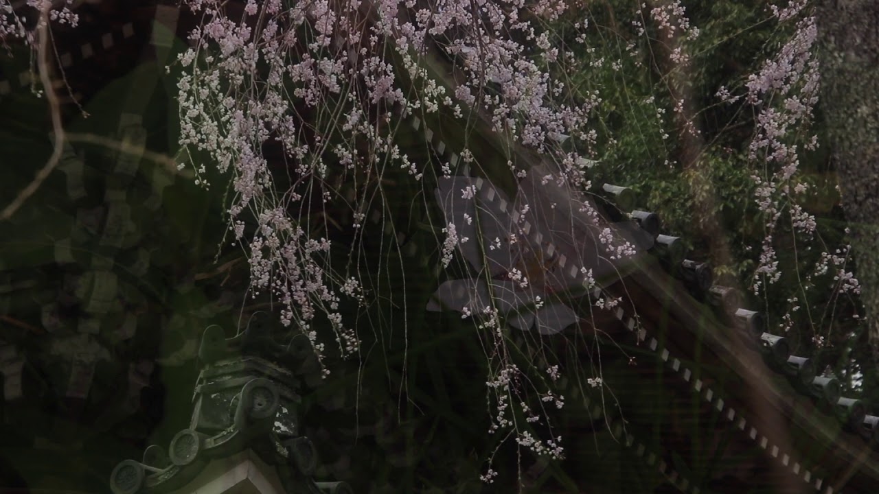 如意輪寺、本善寺の桜