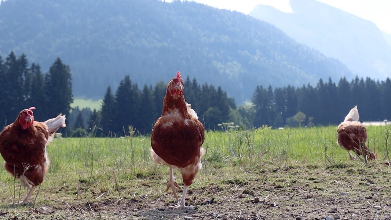 Genusstagebuch #37 - mit Peter Schwarzenbacher - Landgasthof Ortner, Eben im Pongau