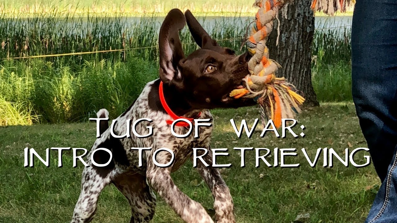 Teach Your Puppy To Retrieve