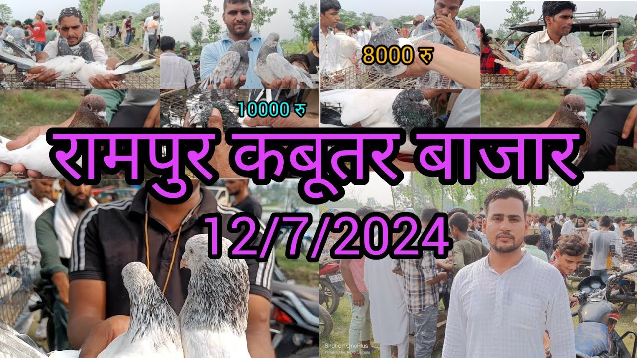 Rampur Kabutar market 12/7/2024 रामपुर कबूतर बाजार