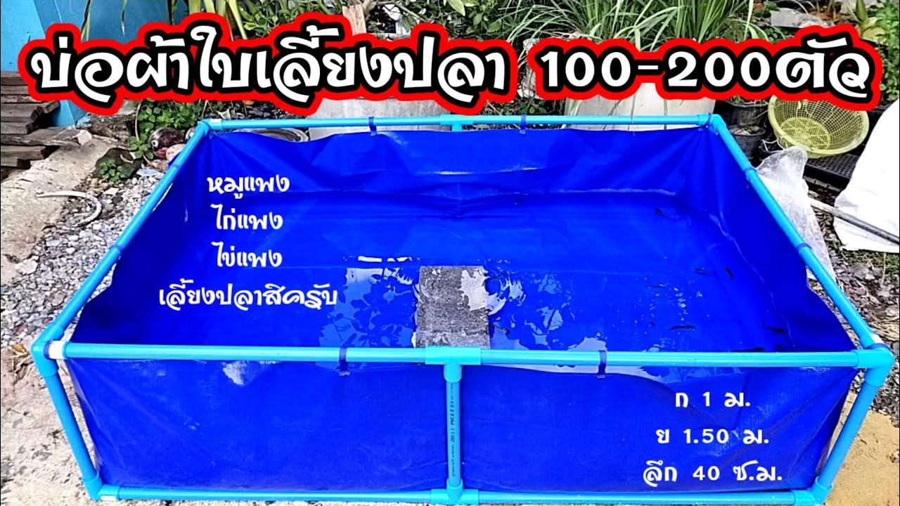 💥diy บ่อผ้าใบเลี้ยงปลาได้100-200ตัว งบ1,100บาท/หมูแพง ไก่แพง ไข่ก็แพง เลี้ยงปลากินเอง💥