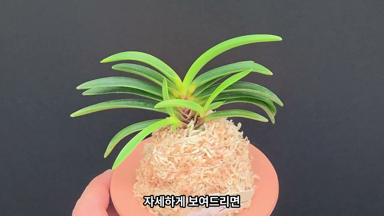 25.12.23 금란정 신상품 등록(2회) #풍란 #풍란판매 #부귀란 #금란정