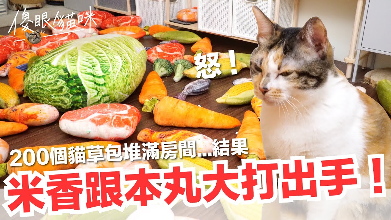 【好味小姐】用貓草包堆滿房間...竟然害米香跟本丸打起來了！【傻眼貓咪EP4】