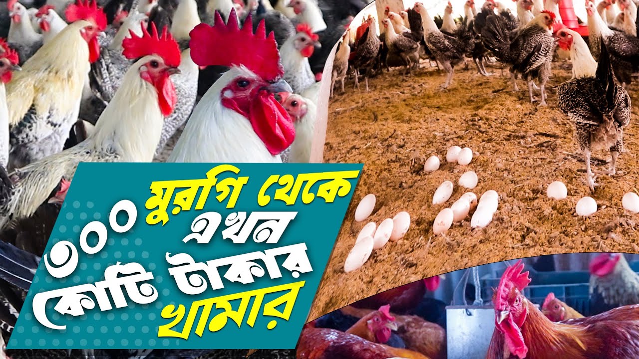 ৩০০ ফাউমি মুরগি থেকে কোটি টাকার খামার গড়েছে গিয়াস উদ্দিন! মুরগি পালন পদ্ধতি ২০২৪ |Faumi murgi khamar