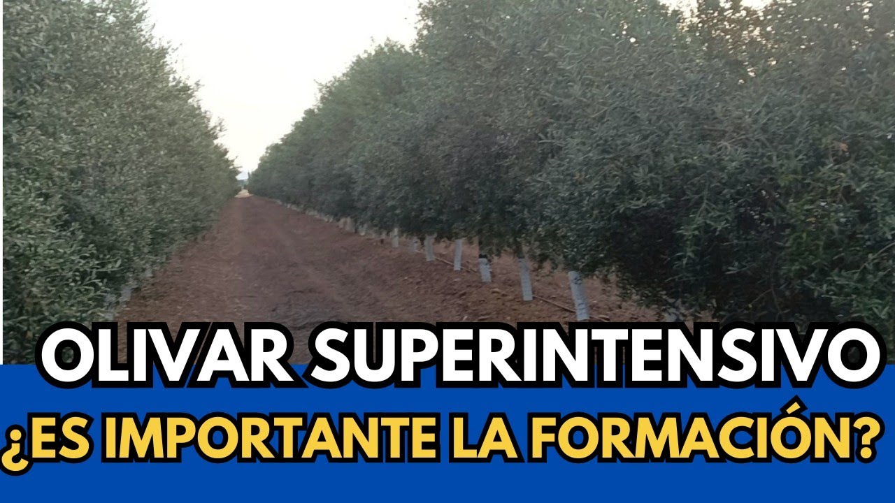 🟥 NO Solo es Poda Mec&aacute;nica en Olivar Superintensivo