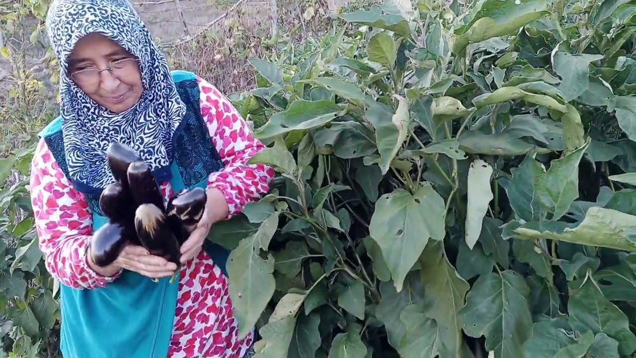 🍂🥕 Güz Bereketi! Kızımızın Bahçesinde Sebze Hasadı | Köyde Yaşam