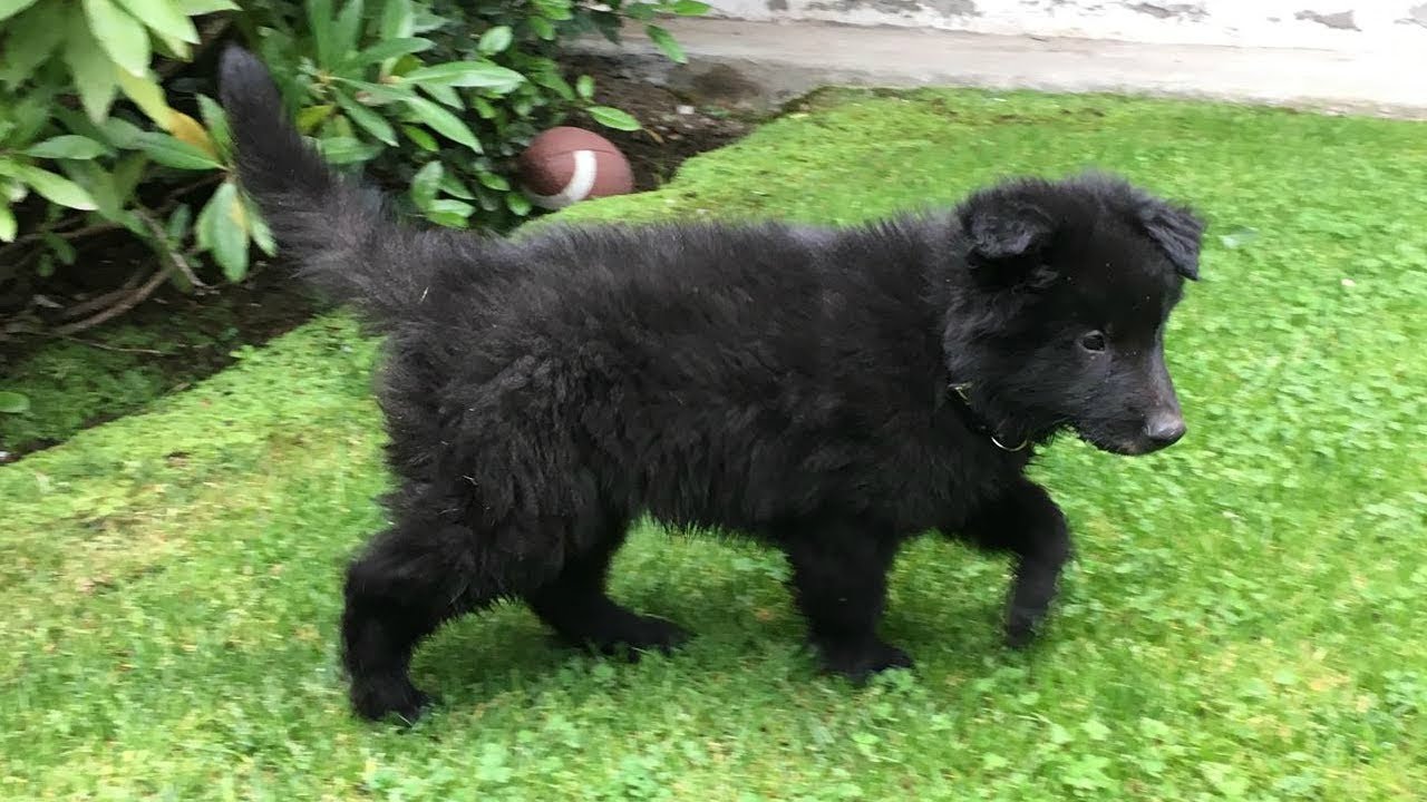 Belgian Shepherd Puppy // Chewie The Groenendael