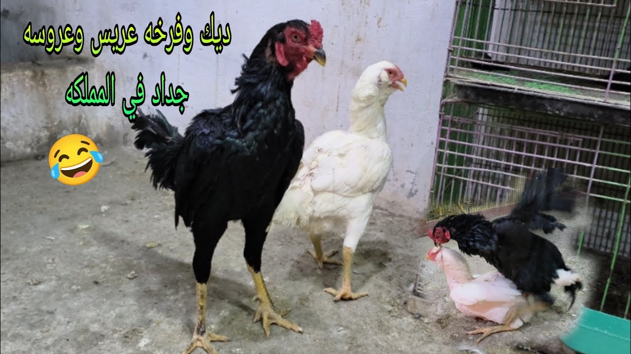 نوادر الفراخ الهندي وصلت مملكه الطيور ديك وفرخه هندي الديك اسود بلاك وفرخه بيضه🤍💯🐔