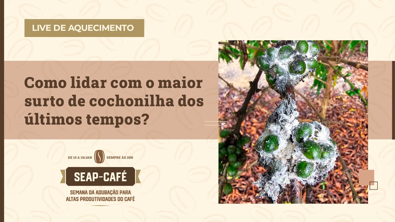 Como lidar com o maior surto de cochonilha dos últimos tempos? │ AQUECIMENTO SEAP CAFÉ 2024