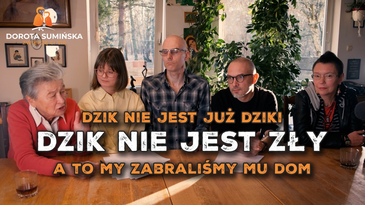 Dzik nie jest już dziki, dzik nie jest zły! (A to my zabraliśmy mu dom)