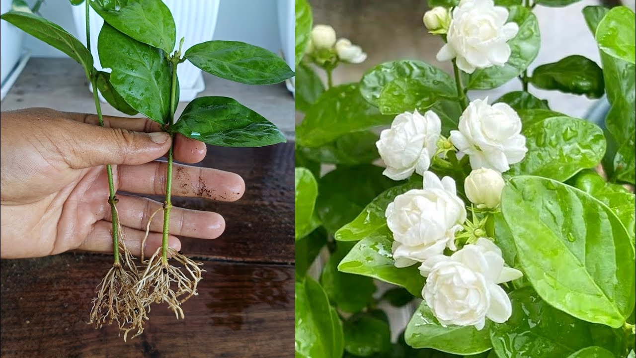 How to propagate Jasmine plant from cuttings