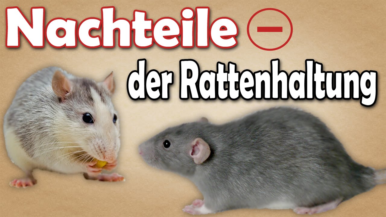 Nachteile der Rattenhaltung! Welche Nachteile bringt die Haltung von Ratten mit sich? Aufkl&auml;rung
