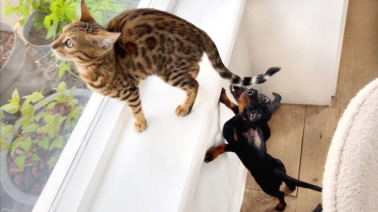 Bengal kitten & Mini Dachshunds together for the first time.